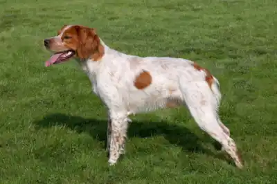 Brittany Dog Breed Profile Brittany Dog Breed Profile