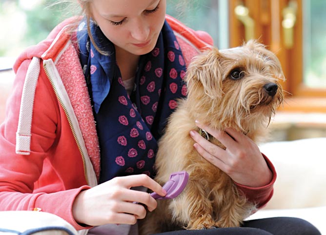 how to groom your dog
