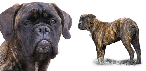 Bullmastiff dog breed profile