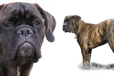 Bullmastiff dog breed profile Bullmastiff dog breed profile