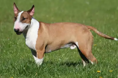 Bull Terrier Breed Profile Bull Terrier Breed Profile
