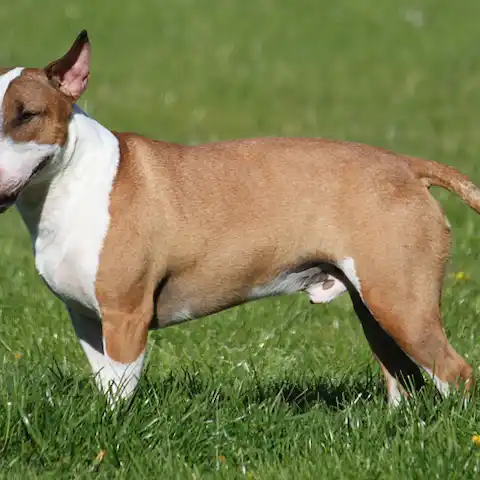 Bull Terrier Breed Profile Bull Terrier Breed Profile