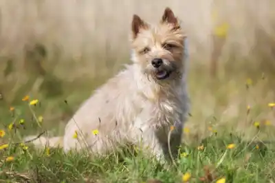 Cairn Terrier Dog Breed Profile Cairn Terrier Dog Breed Profile