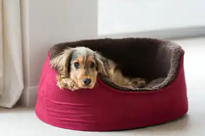 How can I help my puppy to settle? How can I help my puppy to settle?