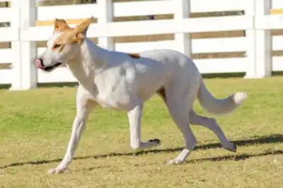 Canaan Dog Breed Profile Canaan Dog Breed Profile