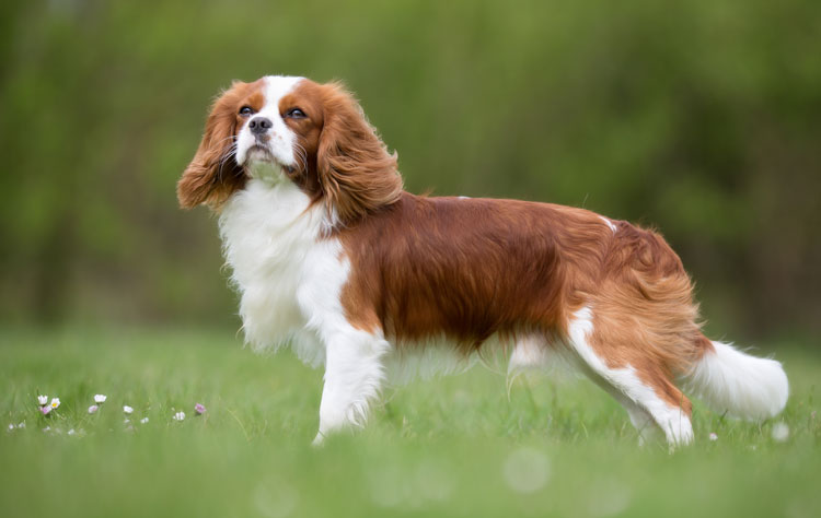 Cavalier King Charles Spaniel breed profile