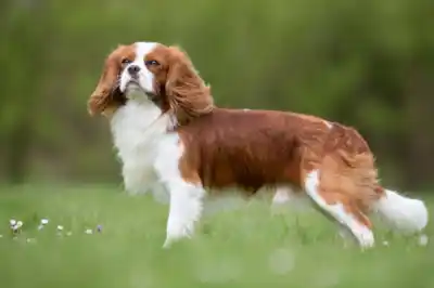 Cavalier King Charles Spaniel breed profile Cavalier King Charles Spaniel breed profile