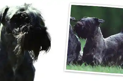 Cesky Terrier dog breed profile Cesky Terrier dog breed profile