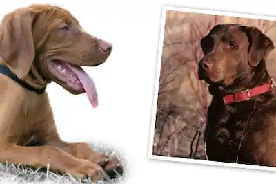 Chesapeake Bay Retriever dog breed profile Chesapeake Bay Retriever dog breed profile