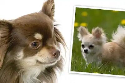 Long Haired Chihuahua dog breed profile Long Haired Chihuahua dog breed profile