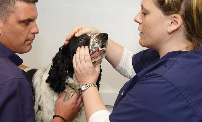 What you need to know about pet insurance