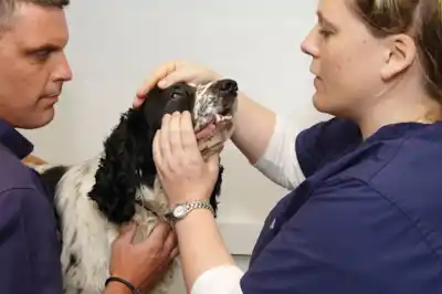 What you need to know about pet insurance What you need to know about pet insurance