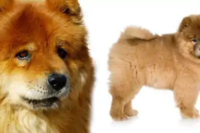 Chow Chow dog breed profile Chow Chow dog breed profile