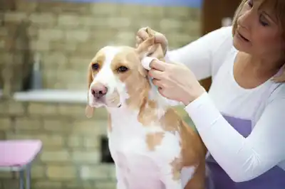 How to clean dogs ears How to clean dogs ears