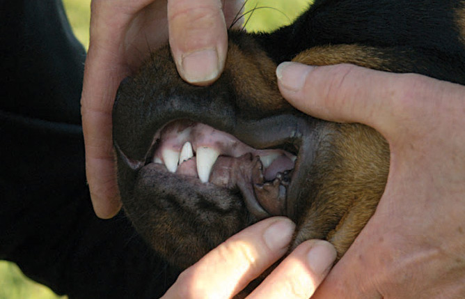 How do I clean my dog's teeth