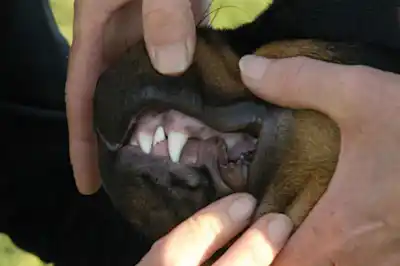 How do I clean my dog's teeth How do I clean my dog's teeth