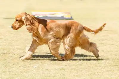 Cocker Spaniel (English) Breed Profile Cocker Spaniel (English) Breed Profile