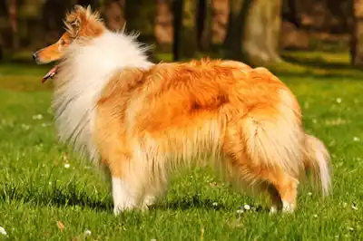 Rough Collie breed profile Rough Collie breed profile
