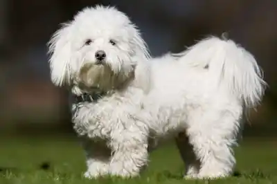 Coton de Tulear dog breed profile Coton de Tulear dog breed profile