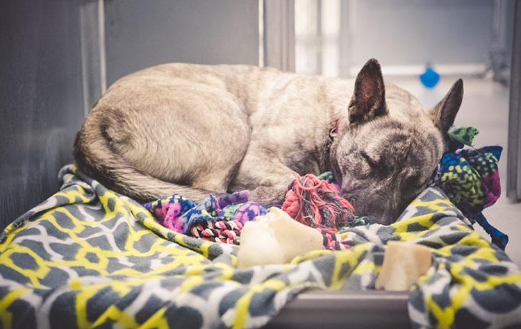 Criteria for dog adoption