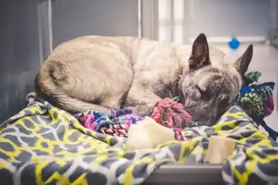 Criteria for dog adoption Criteria for dog adoption