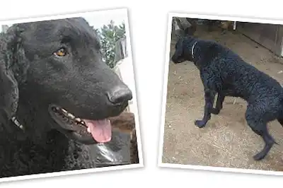 Curly-coated Retriever dog breed profile Curly-coated Retriever dog breed profile