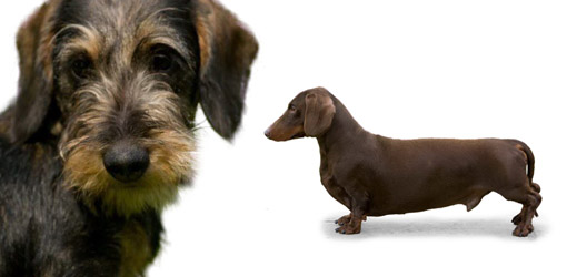 Dachshund Dog Breed Profile