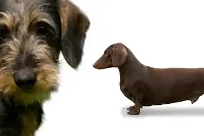 Dachshund Dog Breed Profile Dachshund Dog Breed Profile