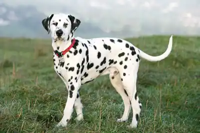 Dalmatian dog breed profile Dalmatian dog breed profile