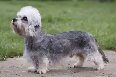 Dandie Dinmont dog breed profile Dandie Dinmont dog breed profile