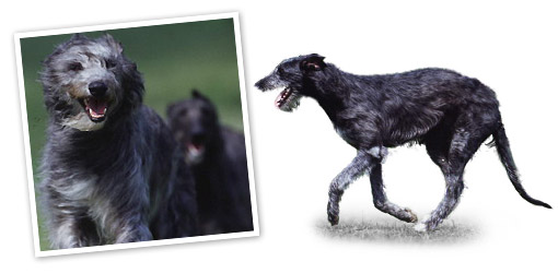 Deerhound dog breed profile
