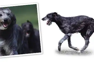 Deerhound dog breed profile Deerhound dog breed profile