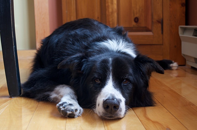 Signs of canine dementia