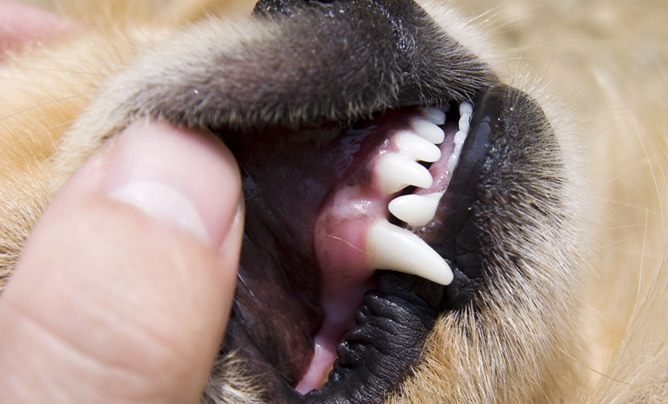 Dental care for dogs