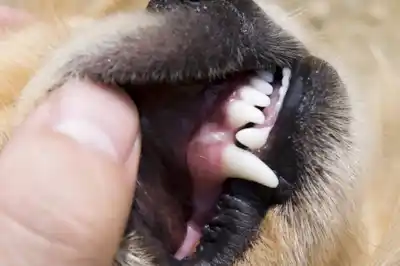 Dental care for dogs Dental care for dogs