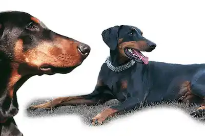 Dobermann Dobermann