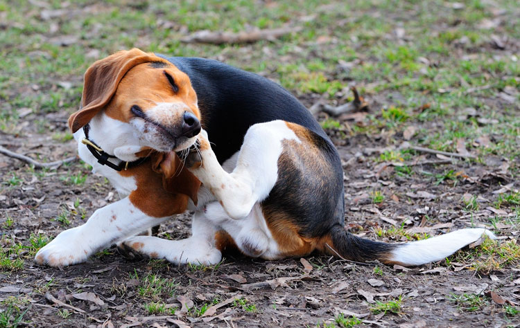 Managing dog allergies