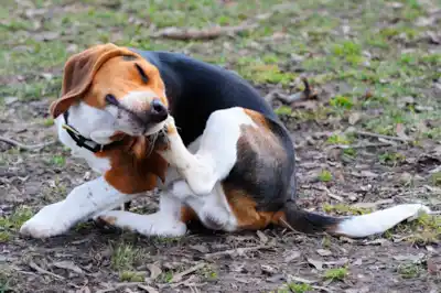 Managing dog allergies Managing dog allergies