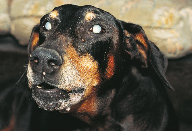Can dogs get cataracts?
