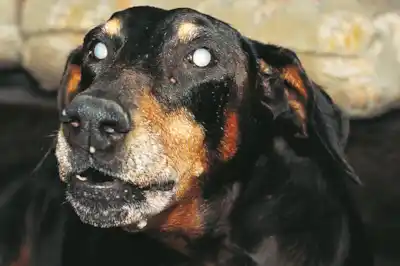 Can dogs get cataracts? Can dogs get cataracts?