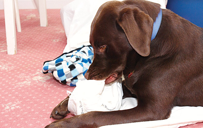 Why is my dog chewing everything?