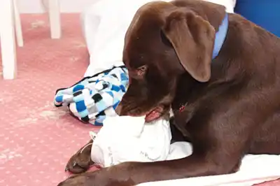 Why is my dog chewing everything? Why is my dog chewing everything?