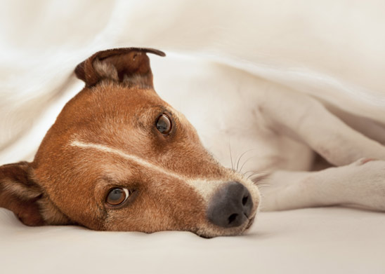 Can dogs catch colds?