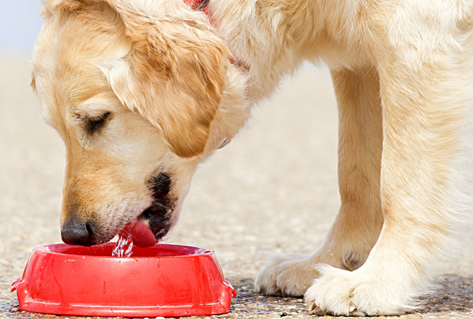 Why is my dog drinking excessively?