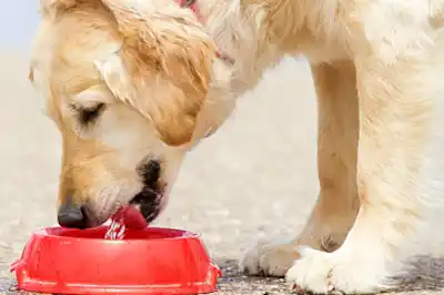 Why is my dog drinking excessively? Why is my dog drinking excessively?