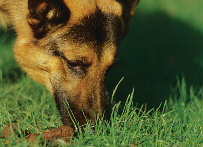 Why does my dog eat his own poo?