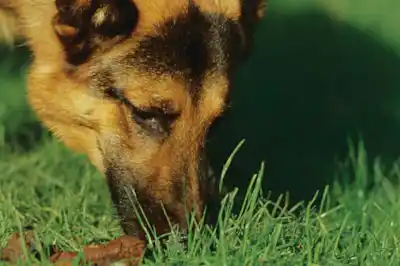 Why does my dog eat his own poo? Why does my dog eat his own poo?