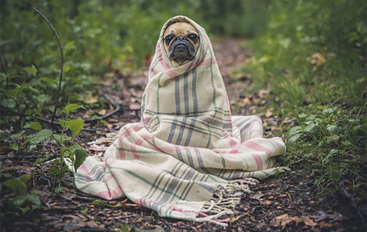 Keeping your dog away from everyday hazards at home