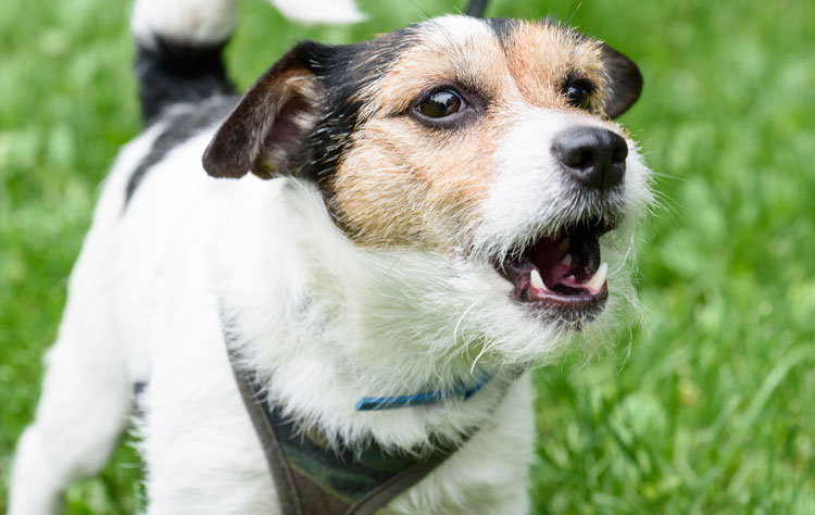 Why do dogs howl?