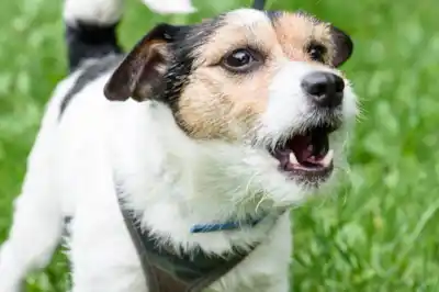 Why do dogs howl? Why do dogs howl?